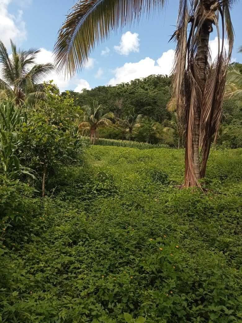 Las Piñas