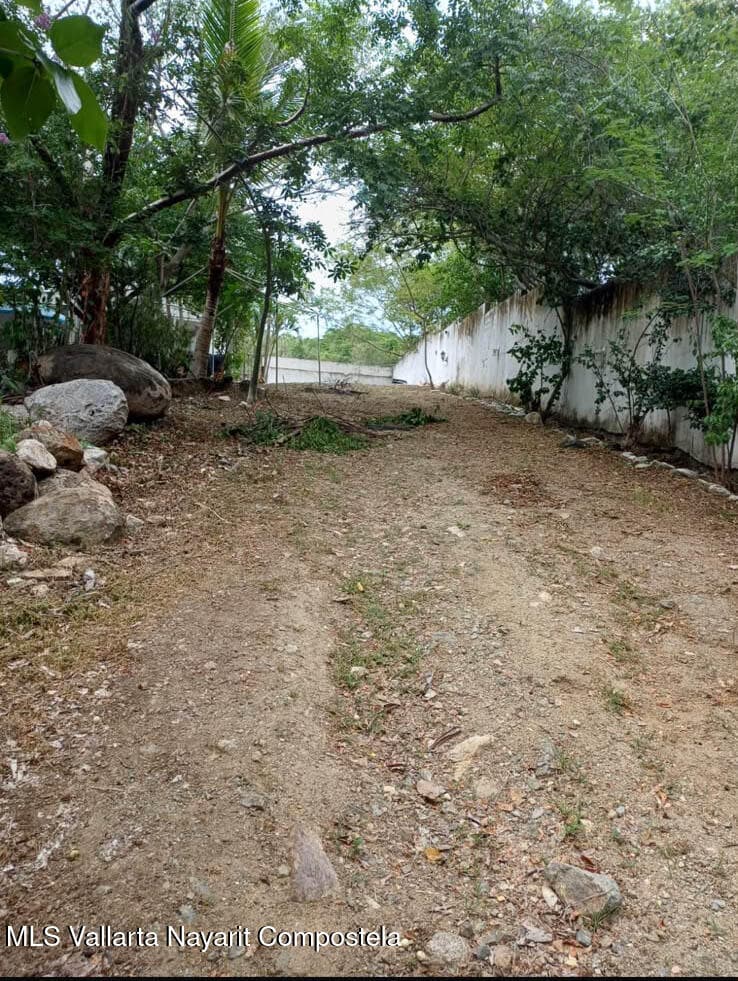 Higuera Blanca 4