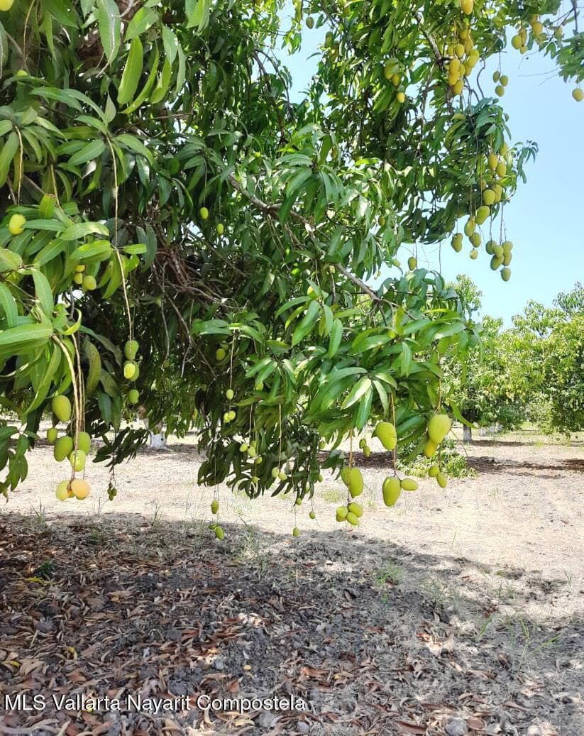 Terreno Chamela y Quemaro