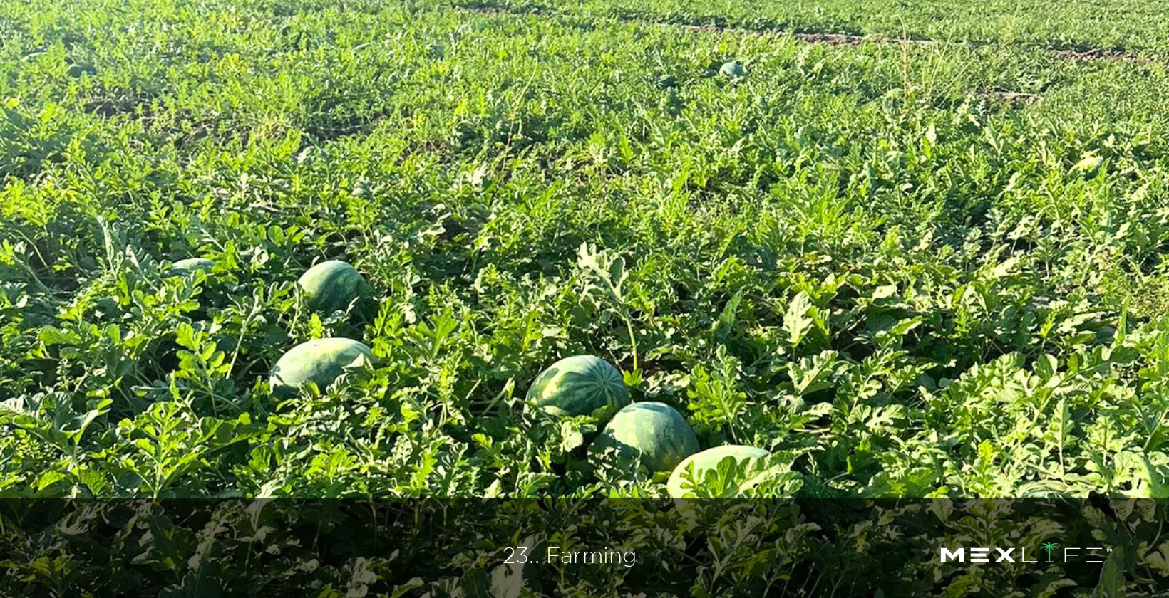 Puerto Vallarta Farming Opportunities